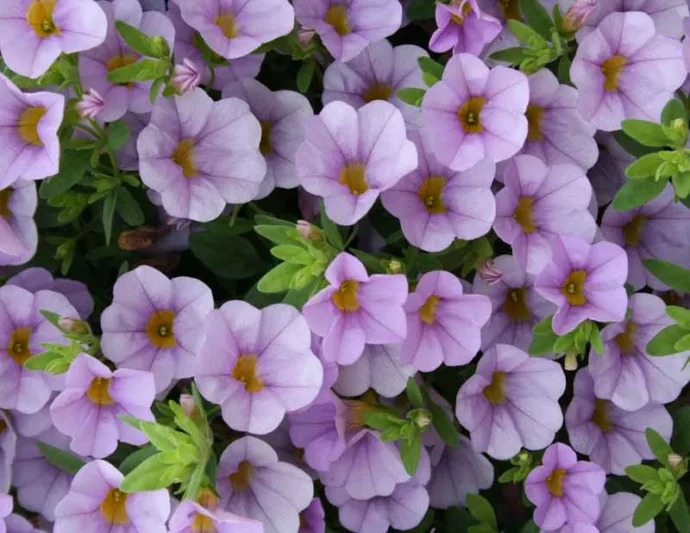 Calibrachoa 'Superbells Miss Lilac', Superbells Miss Lilac Calibrachoa, Mounding Calibrachoa, Trailing Calibrachoa, Lilac Calibrachoa, Lilac Flowers