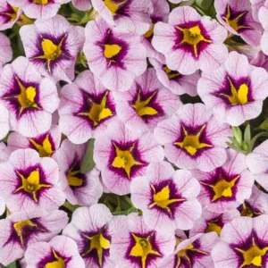 Calibrachoa 'Superbells Morning Star', Superbells Morning Star Calibrachoa, Mounding Calibrachoa, Trailing Calibrachoa, Lilac Calibrachoa, Lilac Flowers