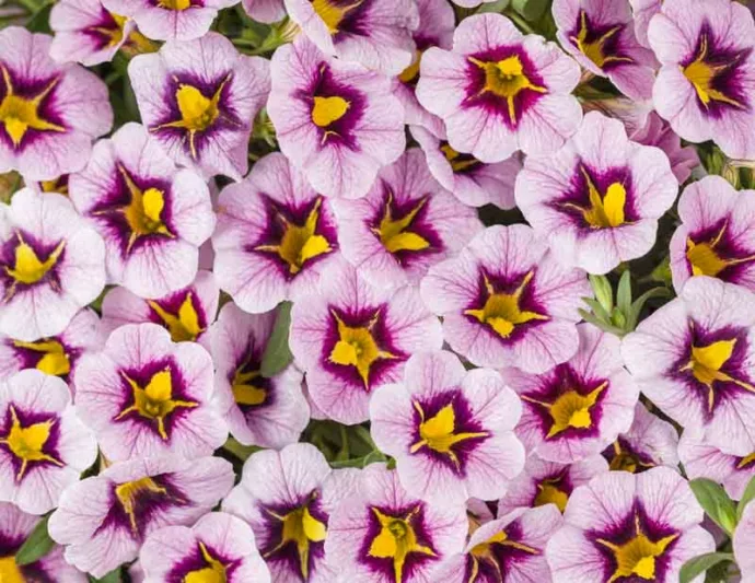 Calibrachoa 'Superbells Morning Star', Superbells Morning Star Calibrachoa, Mounding Calibrachoa, Trailing Calibrachoa, Lilac Calibrachoa, Lilac Flowers