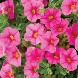 Calibrachoa 'Superbells Pink', Superbells Pink Calibrachoa, Mounding Calibrachoa, Trailing Calibrachoa, Pink Calibrachoa, Pink Flowers
