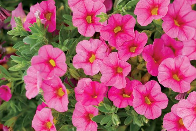 Calibrachoa 'Superbells Pink', Superbells Pink Calibrachoa, Mounding Calibrachoa, Trailing Calibrachoa, Pink Calibrachoa, Pink Flowers