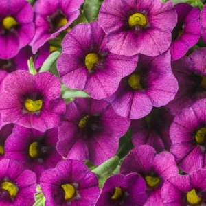 Calibrachoa 'Superbells Plum', Superbells Plum Calibrachoa, Mounding Calibrachoa, Trailing Calibrachoa, Purple Calibrachoa, Purple Flowers