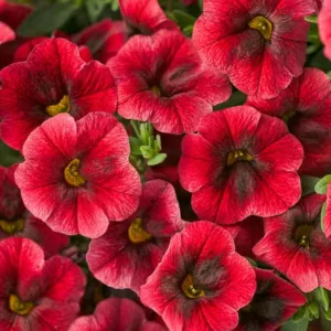 Calibrachoa 'Superbells Pomegranate Punch', Superbells Pomegranate Punch Calibrachoa, Mounding Calibrachoa, Trailing Calibrachoa, Red Calibrachoa, Red Flowers