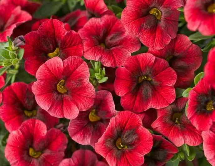 Calibrachoa 'Superbells Pomegranate Punch', Superbells Pomegranate Punch Calibrachoa, Mounding Calibrachoa, Trailing Calibrachoa, Red Calibrachoa, Red Flowers