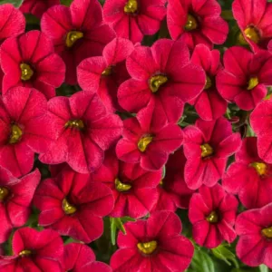 Calibrachoa 'Superbells Red', Superbells Red Calibrachoa, Mounding Calibrachoa, Trailing Calibrachoa, Red Calibrachoa, Red Flowers
