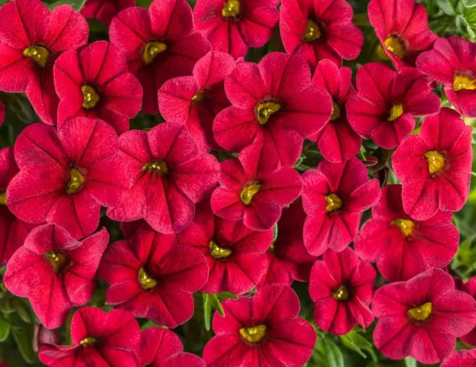 Calibrachoa 'Superbells Red', Superbells Red Calibrachoa, Mounding Calibrachoa, Trailing Calibrachoa, Red Calibrachoa, Red Flowers