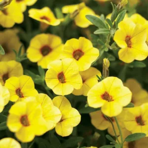 Calibrachoa 'Superbells Saffron', Superbells Saffron Calibrachoa, Mounding Calibrachoa, Trailing Calibrachoa, Yellow Calibrachoa, Yellow Flowers