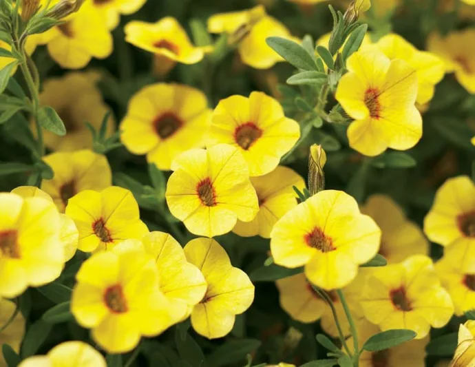Calibrachoa 'Superbells Saffron', Superbells Saffron Calibrachoa, Mounding Calibrachoa, Trailing Calibrachoa, Yellow Calibrachoa, Yellow Flowers