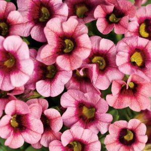 Calibrachoa 'Superbells Strawberry Punch', Superbells Strawberry Punch Calibrachoa, Mounding Calibrachoa, Trailing Calibrachoa, Pink Calibrachoa, Pink Flowers