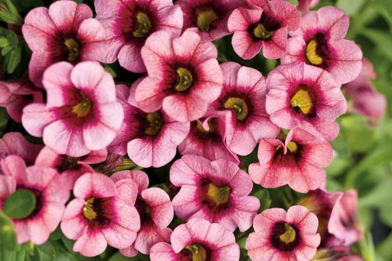 Calibrachoa 'Superbells Strawberry Punch', Superbells Strawberry Punch Calibrachoa, Mounding Calibrachoa, Trailing Calibrachoa, Pink Calibrachoa, Pink Flowers