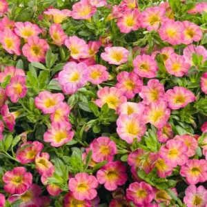 Calibrachoa 'Superbells Sweet Tart', Superbells Sweet Tart Calibrachoa, Mounding Calibrachoa, Trailing Calibrachoa, Pink Calibrachoa, Pink Flowers