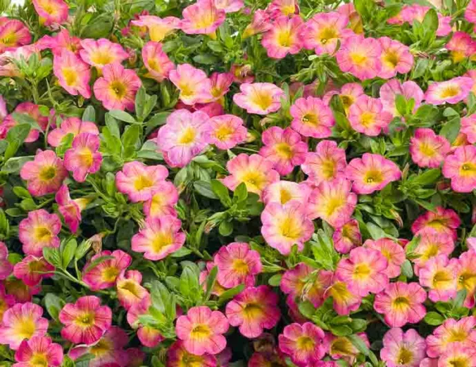 Calibrachoa 'Superbells Sweet Tart', Superbells Sweet Tart Calibrachoa, Mounding Calibrachoa, Trailing Calibrachoa, Pink Calibrachoa, Pink Flowers