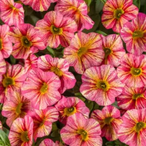 Calibrachoa 'Superbells Tropical Sunrise', Superbells Tropical Sunrise Calibrachoa, Mounding Calibrachoa, Trailing Calibrachoa, Pink Calibrachoa, Pink Flowers