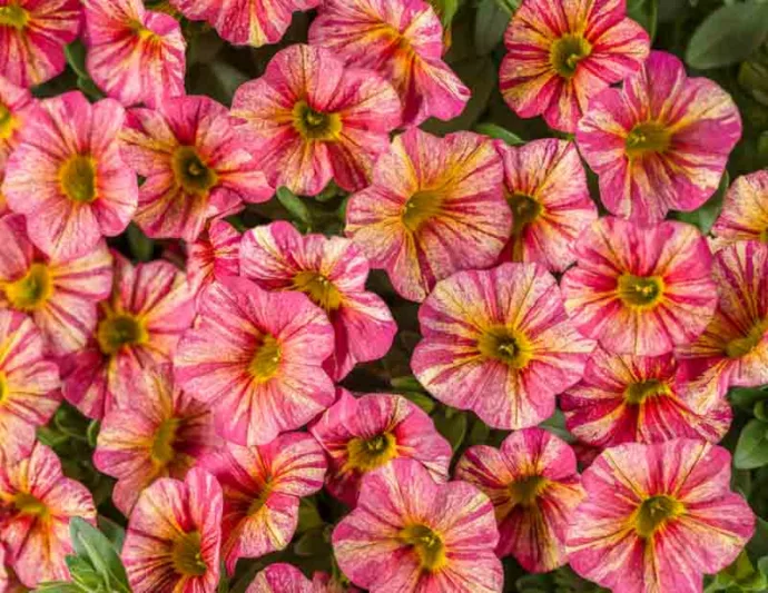 Calibrachoa 'Superbells Tropical Sunrise', Superbells Tropical Sunrise Calibrachoa, Mounding Calibrachoa, Trailing Calibrachoa, Pink Calibrachoa, Pink Flowers