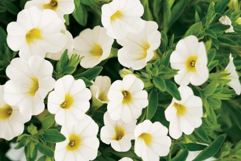 Calibrachoa 'White', Superbells White Calibrachoa, Mounding Calibrachoa, Trailing Calibrachoa, White Calibrachoa, White Flowers