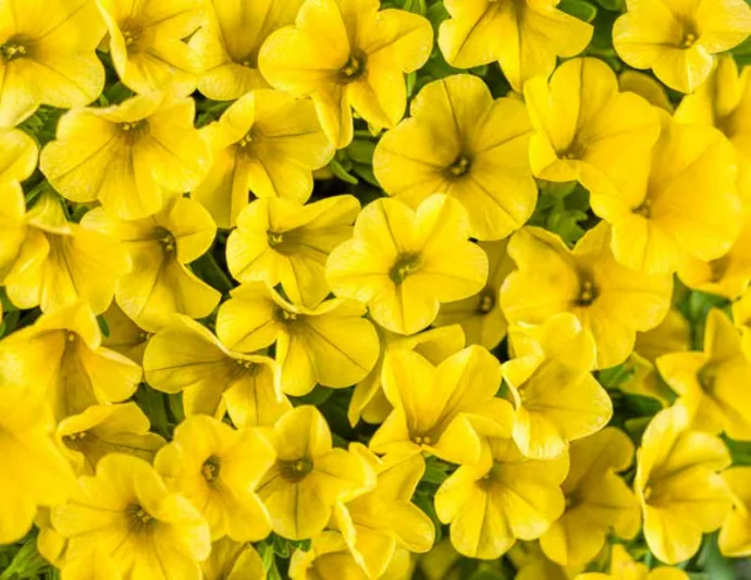 Calibrachoa 'Superbells Yellow', Superbells Yellow Calibrachoa, Mounding Calibrachoa, Trailing Calibrachoa, Yellow Calibrachoa, Yellow Flowers
