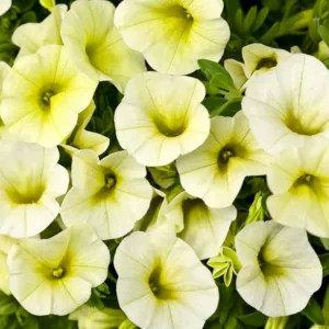 Calibrachoa 'Superbells Yellow Chiffon', Superbells Yellow Chiffon Calibrachoa, Mounding Calibrachoa, Trailing Calibrachoa, Yellow Calibrachoa, Yellow Flowers