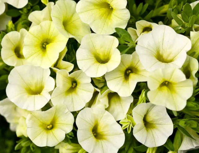 Calibrachoa 'Superbells Yellow Chiffon', Superbells Yellow Chiffon Calibrachoa, Mounding Calibrachoa, Trailing Calibrachoa, Yellow Calibrachoa, Yellow Flowers