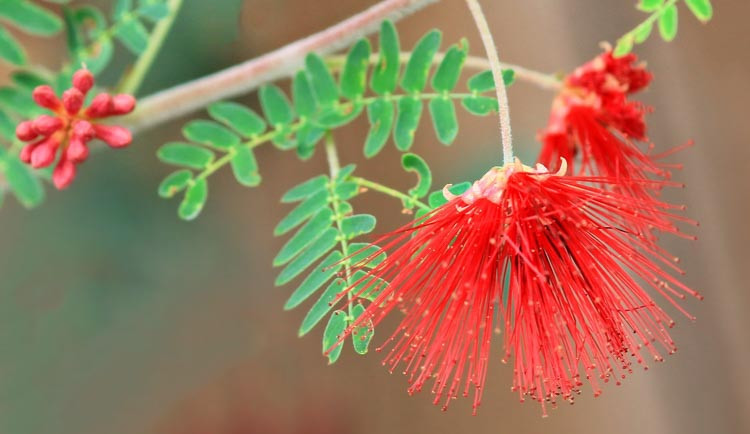 Calliandra californica, Baja Fairy Duster, Red Fairy Duster, Flame Bush, Red Flowers, Drought tolerant flowers, Drought tolerant shrubs