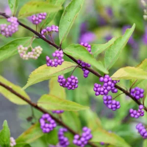 Callicarpa Dichotoma 'Early Amethyst', Purple Beautyberry 'Early Amethyst', Shrub, Purple Berries, Purple Fruits, Flowering Shrubs
