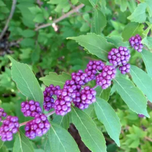 Callicarpa Dichotoma 'Issai', Purple Beautyberry 'Issai', Beautyberry 'Issai', Issai Beautyberry, Issai Purple Beautyberry, Callicarpa dichotoma 'Purple Pride', Shrub, Purple Berries, Purple Fruits, Flowering Shrubs