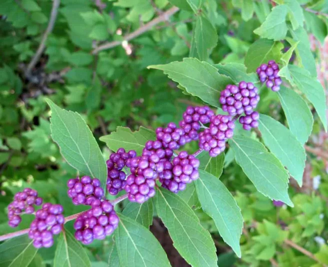 Callicarpa Dichotoma 'Issai', Purple Beautyberry 'Issai', Beautyberry 'Issai', Issai Beautyberry, Issai Purple Beautyberry, Callicarpa dichotoma 'Purple Pride', Shrub, Purple Berries, Purple Fruits, Flowering Shrubs