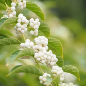 Callicarpa Dichotoma f. albifructa, White Beautyberry, Beautyberry f. albifructa, Shrub, White Berries, White Fruits, Flowering Shrubs