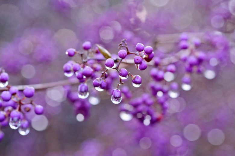 Callicarpa Japonica, Japanese Beautyberry, Purple Berries, Flowering shrubs, Purple fruit