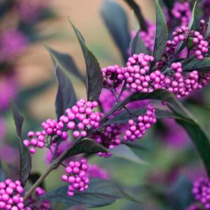 Callicarpa 'Pearl Glam®', Beautyberry 'Pearl Glam®', Purple Beautyberry, Shrub, Purple Berries, Flowering Shrub, Purple Fruit