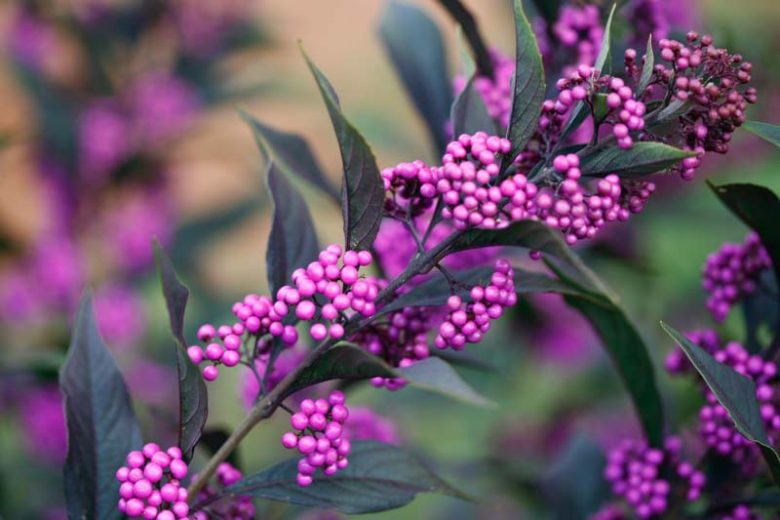 Callicarpa 'Pearl Glam®', Beautyberry 'Pearl Glam®', Purple Beautyberry, Shrub, Purple Berries, Flowering Shrub, Purple Fruit