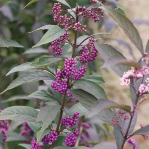 Callicarpa 'Purple Pearls®', Beautyberry 'Purple Pearls®', Purple Beautyberry, Shrub, Purple Berries, Flowering Shrub, Purple Fruit