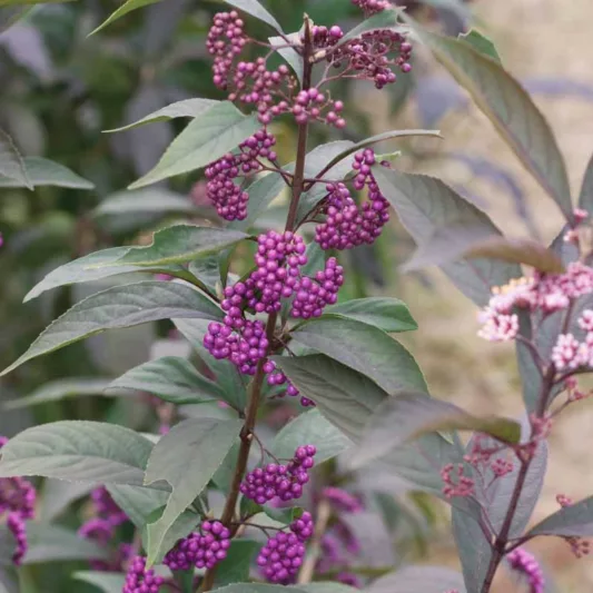 Callicarpa 'Purple Pearls®', Beautyberry 'Purple Pearls®', Purple Beautyberry, Shrub, Purple Berries, Flowering Shrub, Purple Fruit