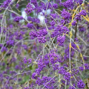 Callicarpa bodinieri var. giraldii 'Profusion', Beautyberry 'Profusion', Callicarpa bodinieri 'Profusion', Purple Beautyberry, Shrub, Purple Berries