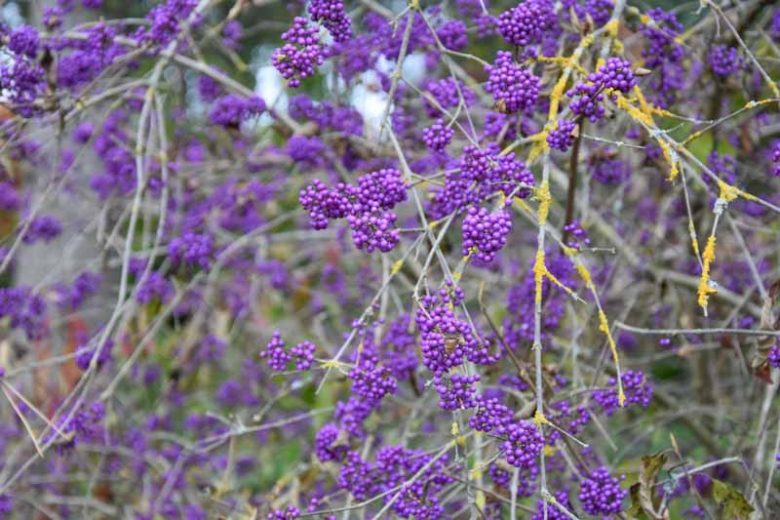 Callicarpa bodinieri var. giraldii 'Profusion', Beautyberry 'Profusion', Callicarpa bodinieri 'Profusion', Purple Beautyberry, Shrub, Purple Berries