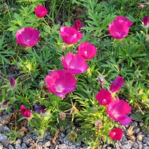 Callirhoe Involucrata, Purple Poppy Mallow, Buffalo Rose, Winecup, Drought tolerant perennials, Purple perennial flowers, Evergreen perennial,Low maintenance perennial