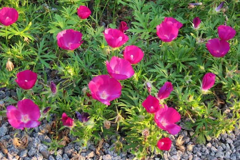 Callirhoe Involucrata, Purple Poppy Mallow, Buffalo Rose, Winecup, Drought tolerant perennials, Purple perennial flowers, Evergreen perennial,Low maintenance perennial