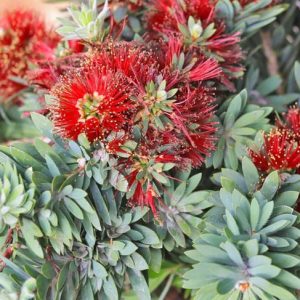 Callistemon viminalis 'Little John',Bottlebrush 'Little John', Dwarf Callistemon, Mediterranean shrubs, Evergreen Shrubs, Red flowers, Orange flowers, drought tolerant flowers, Weeping Bottlebrush