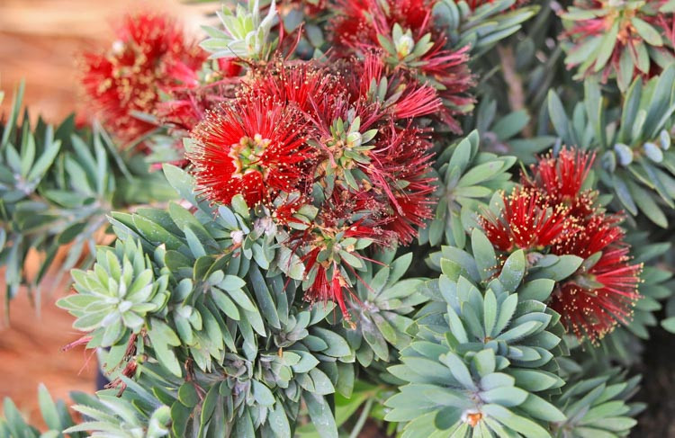 Callistemon viminalis 'Little John',Bottlebrush 'Little John', Dwarf Callistemon, Mediterranean shrubs, Evergreen Shrubs, Red flowers, Orange flowers, drought tolerant flowers, Weeping Bottlebrush