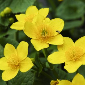 Caltha palustris, Marsh Marigold, Kingcup, Boots,Meadow-Bright, Meadow Buttercup, Meadow Cowslip, Soldier's Buttons, Water Boots,Water Buttercup, Water Cowslip, Water Dragon, Yellow Flowers