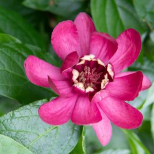 Calycanthus 'Aphrodite', Carolina Allspice 'Aphrodite', Sweetshrub 'Aphrodite', Strawberry-Bush 'Aphrodite', Sweet Bubby 'Aphrodite', Sweet Betsy 'Aphrodite, Spicebush 'Aphrodite', Flowering shrub