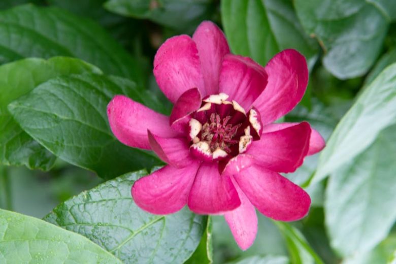 Calycanthus 'Aphrodite', Carolina Allspice 'Aphrodite', Sweetshrub 'Aphrodite', Strawberry-Bush 'Aphrodite', Sweet Bubby 'Aphrodite', Sweet Betsy 'Aphrodite, Spicebush 'Aphrodite', Flowering shrub