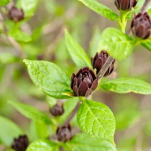 Calycanthus Floridus 'Michael Lindsey', Carolina Allspice 'Michael Lindsey', Sweetshrub 'Michael Lindsey', Strawberry-Bush 'Michael Lindsey', Sweet Bubby 'Michael Lindsey', Sweet Betsy 'Michael Lindsey', Spicebush 'Michael Lindsey', Flowering shrub