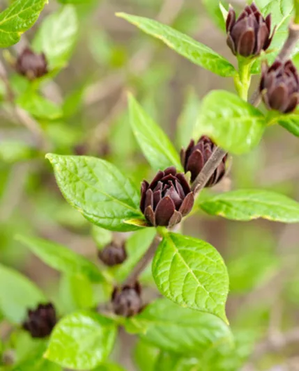 Calycanthus Floridus 'Michael Lindsey', Carolina Allspice 'Michael Lindsey', Sweetshrub 'Michael Lindsey', Strawberry-Bush 'Michael Lindsey', Sweet Bubby 'Michael Lindsey', Sweet Betsy 'Michael Lindsey', Spicebush 'Michael Lindsey', Flowering shrub