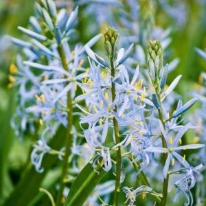 Camassia Blue Heaven, Camas 'Blue Heaven', Camassia leichtlinii 'Blue Heavens', Wild Hyacinth 'Blue Heaven', Camass 'Blue Heaven', Quamash 'Blue Heaven', Leichtlin’s Camass 'Blue Heaven', Blue Flowers, Blue Camas