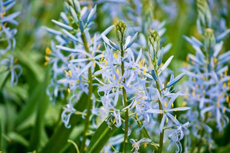 Camassia Blue Heaven, Camas 'Blue Heaven', Camassia leichtlinii 'Blue Heavens', Wild Hyacinth 'Blue Heaven', Camass 'Blue Heaven', Quamash 'Blue Heaven', Leichtlin’s Camass 'Blue Heaven', Blue Flowers, Blue Camas