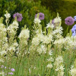 Camassia Leichtlinii 'Alba', Camas 'Alba', Large Camas 'Alba', Camassia leichtlinii subsp. leichtlinii, Californian White-Flowered Quamash, Camassia leichtlinii Alba Group, Camassia leichtlinii subsp. leichtlinii 'Alba', White Flowers, White Camas