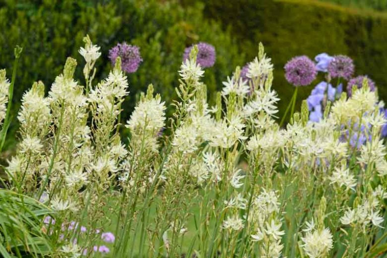 Camassia Leichtlinii 'Alba', Camas 'Alba', Large Camas 'Alba', Camassia leichtlinii subsp. leichtlinii, Californian White-Flowered Quamash, Camassia leichtlinii Alba Group, Camassia leichtlinii subsp. leichtlinii 'Alba', White Flowers, White Camas