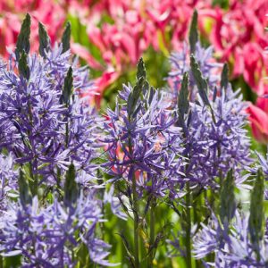 Camassia Leichtlinii 'Blue Danube' (Camass), Camassia leichtlinii subsp. suksdorfii 'Blauwe Donau', Camassia 'Blue Danube', Camass 'Blue Danube', Californian White Quamash 'Blue Danube', Large Camas 'Blue Danube', Wild Hyacinth 'Blue Danube', Spring Bulbs, Spring Flowers, Blue flowers, Late spring flowers, deer resistant flowers