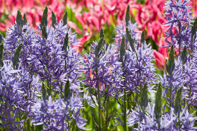 Camassia Leichtlinii 'Blue Danube' (Camass), Camassia leichtlinii subsp. suksdorfii 'Blauwe Donau', Camassia 'Blue Danube', Camass 'Blue Danube', Californian White Quamash 'Blue Danube', Large Camas 'Blue Danube', Wild Hyacinth 'Blue Danube', Spring Bulbs, Spring Flowers, Blue flowers, Late spring flowers, deer resistant flowers