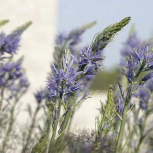 Camassia cusickii, Cusick's Camass, Wild Hyacinth, Blue Flowers, Blue Camas